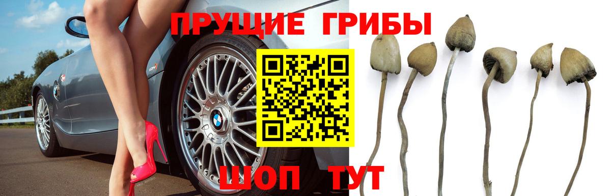 Заринск  Галлюциногенные грибы Magic Shrooms  Галлюциногенные грибы Psilocybe  Вход с VPN 